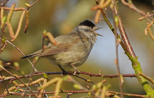 Curruca capirotada (Sylvia atricapilla)
