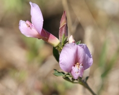 Chamaecytisus purpureus