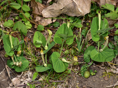 Aristolochia lutea