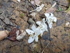 Alniphyllum pterospermum