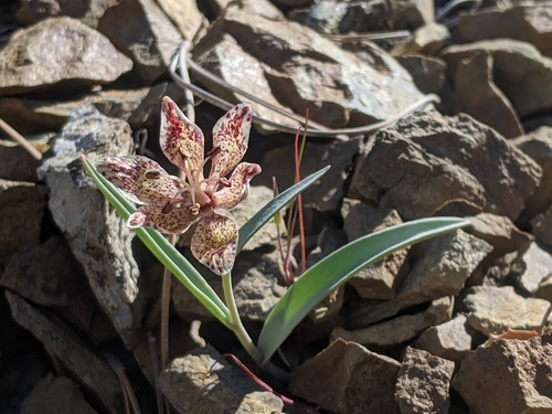 Image of Fritillaria falcata by (c) My-Lan Le, some rights reserved (CC BY)