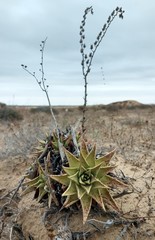 Dudleya acuminata