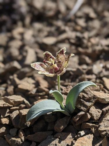 Image of Fritillaria falcata by (c) My-Lan Le, some rights reserved (CC BY)
