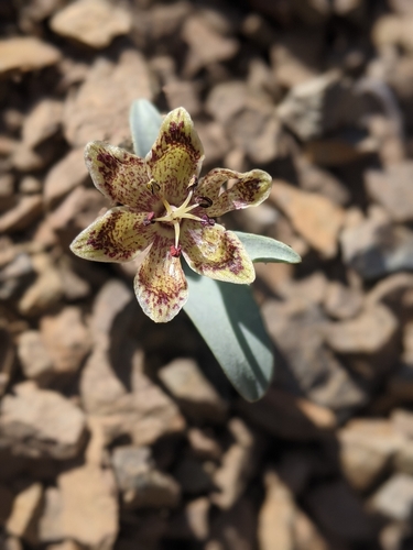 Image of Fritillaria falcata by (c) My-Lan Le, some rights reserved (CC BY)