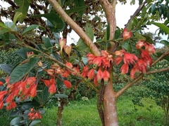 Macleania pentaptera