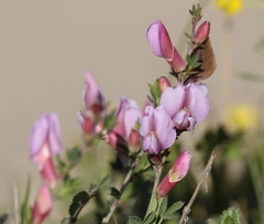 Chamaecytisus purpureus