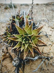 Dudleya acuminata