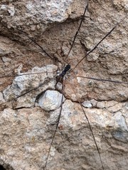 Leuronychus pacificus