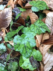 Tiarella stolonifera