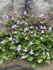 Cymbalaria muralis