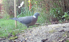 Columba palumbus