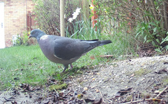 Columba palumbus