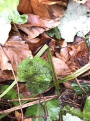 Tiarella stolonifera