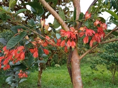 Macleania pentaptera