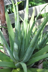 Aloe vera vera