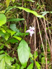 Strobilanthes longespicatus
