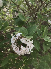 Viburnum carlesii