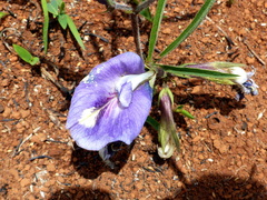 Clitoria guianensis