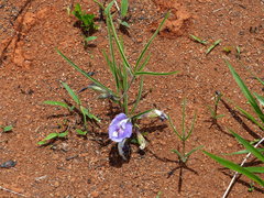 Clitoria guianensis