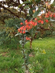 Macleania pentaptera