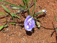 Clitoria guianensis
