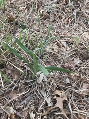 Penstemon oklahomensis