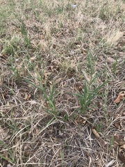 Penstemon oklahomensis