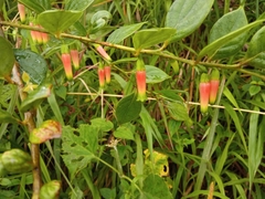 Macleania stricta