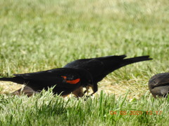 Agelaius phoeniceus californicus