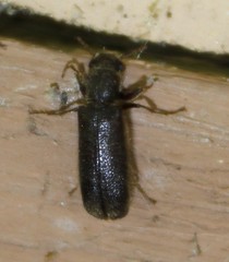 Melalgus plicatus