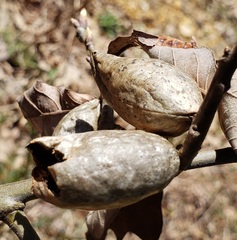 Amphibolips acuminata
