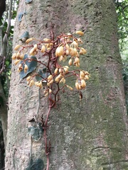 Erythrorchis altissima