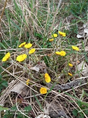 Tussilago farfara