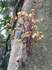 Erythrorchis altissima