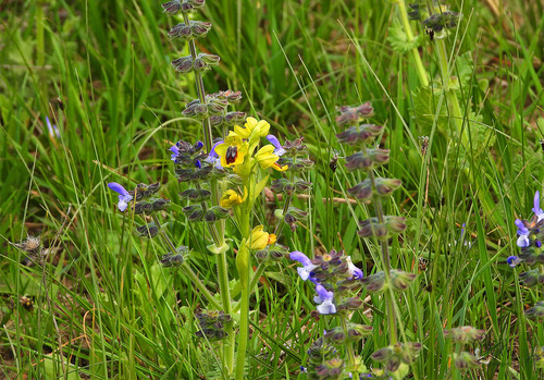 Ophrys lutea image