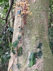 Erythrorchis altissima