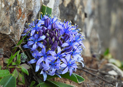 Scilla peruviana