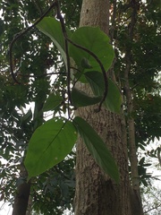 Artocarpus lacucha