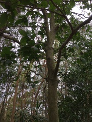Artocarpus lacucha