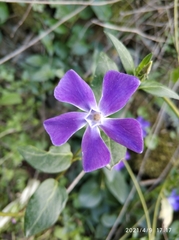 Vinca