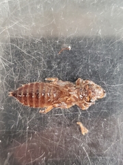 Erpetogomphus