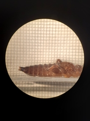 Erpetogomphus