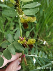 Vicia melanops