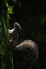 Sciurus aestuans ingrami