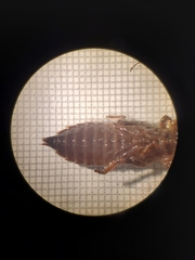 Erpetogomphus
