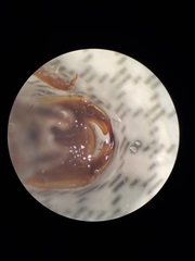Erpetogomphus