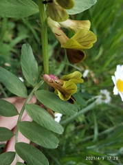 Vicia melanops