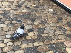 Columba livia domestica