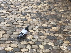 Columba livia domestica