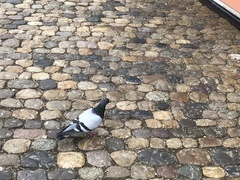 Columba livia domestica